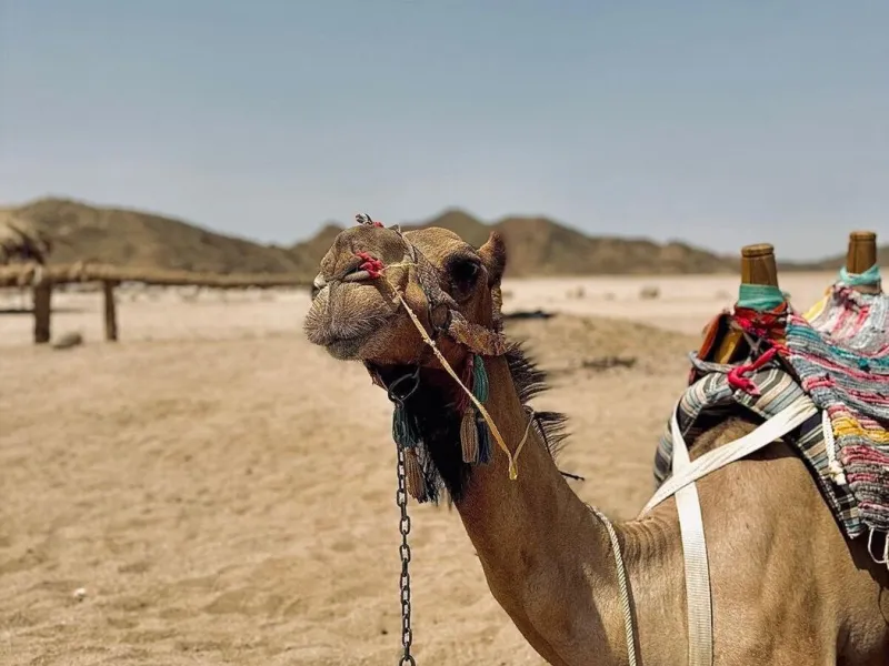 Camel Riding
