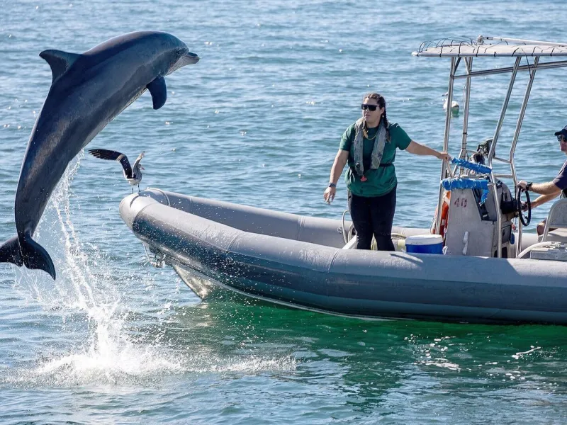 Dolphin Show