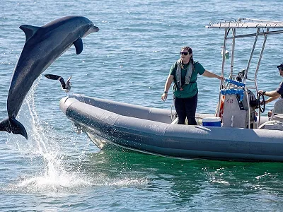 Dolphin Show