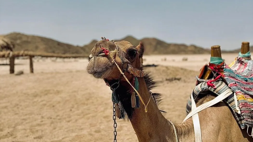 Desert Week