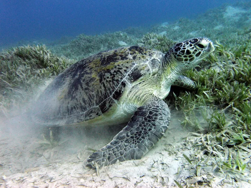 Abu Dabbab (Turtle Bay)